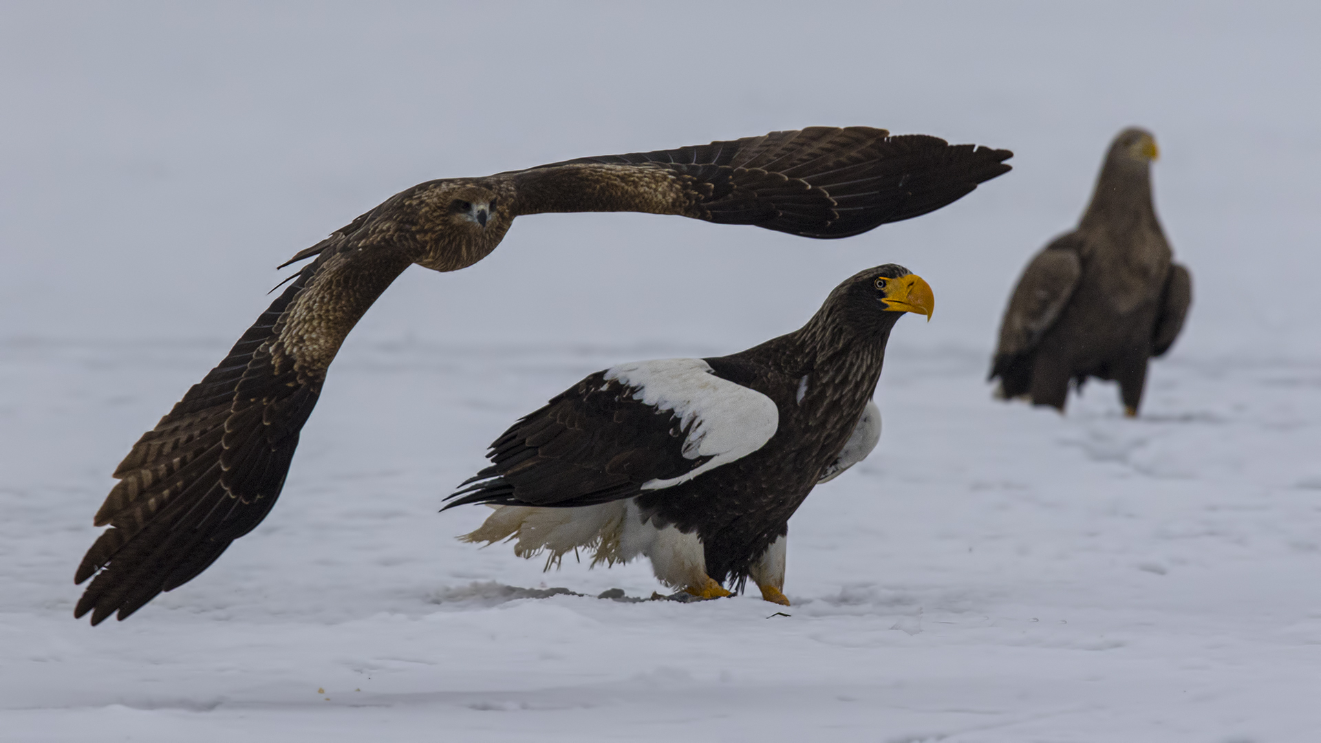Steller's Sea-Eagle